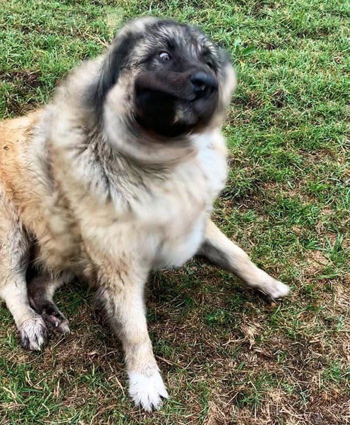 Funny Dogs (29 pics)