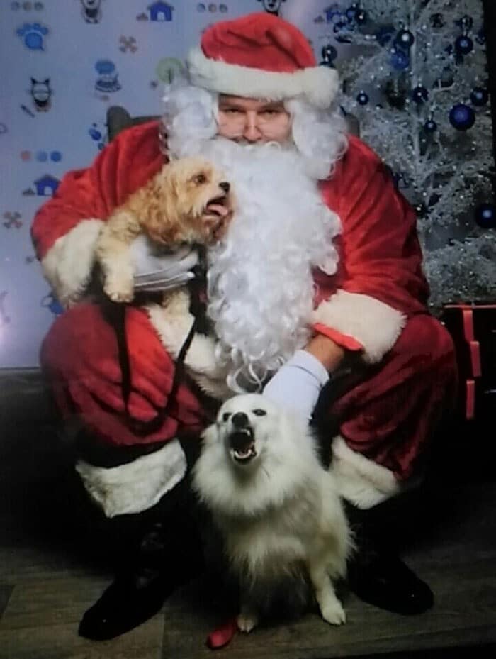 Funny Dogs (29 pics)