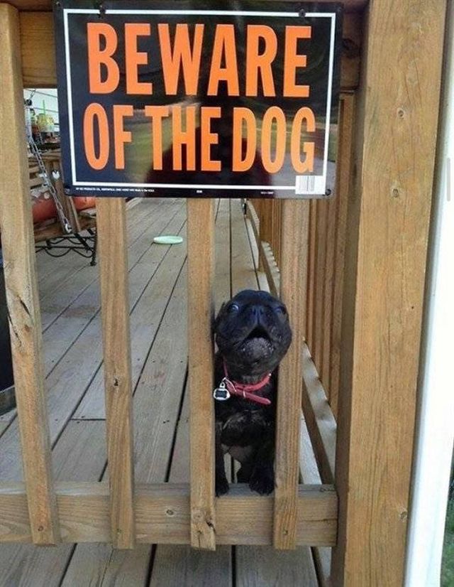 Beware Of The Dog (25 pics)
