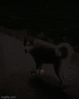 Acid GIFs, June 14 (25 gifs)