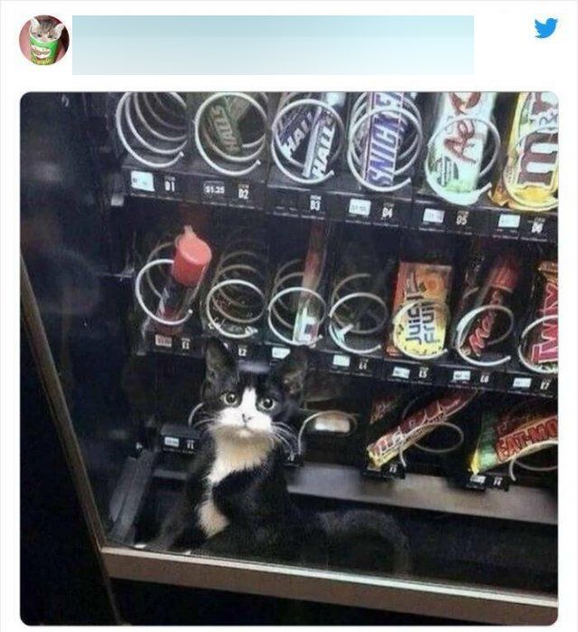Cats In Unexpected Places (25 pics)