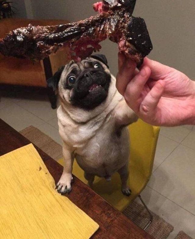 Funny Animals (43 pics)