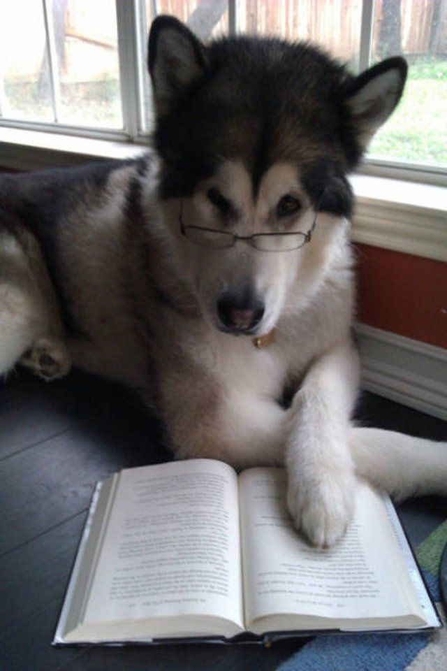 Cute And Funny Animals (75 pics)