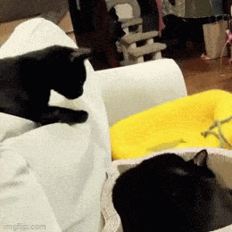Acid GIFs, June 19 (25 gifs)