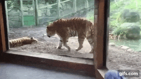 Acid GIFs, June 20 (25 gifs)