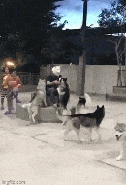 Acid GIFs, June 20 (25 gifs)