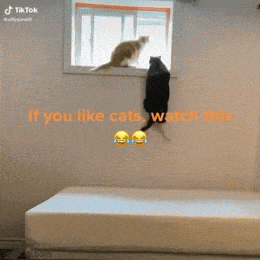 Acid GIFs, June 20 (25 gifs)