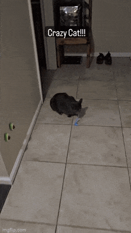 Acid GIFs, June 21 (25 gifs)