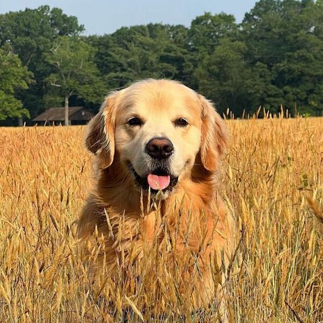 Adorable Dogs (27 pics)
