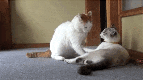 Acid GIFs, June 23 (25 gifs)