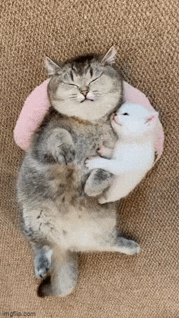 Acid GIFs, June 23 (25 gifs)