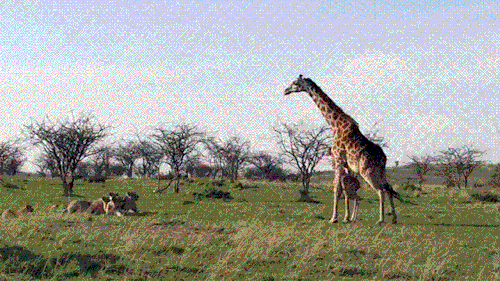 Acid GIFs, June 23 (25 gifs)