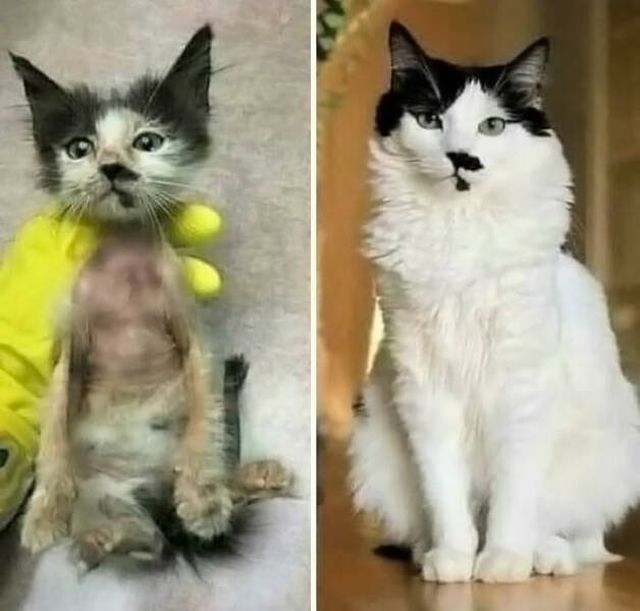 Cats Before And After Adoption (29 pics)