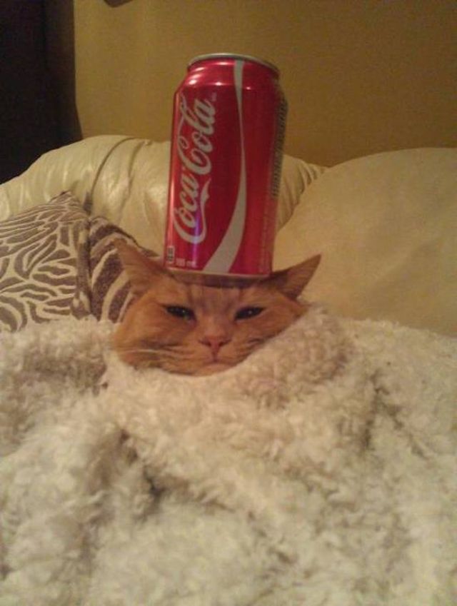 Cute Cats (29 pics)