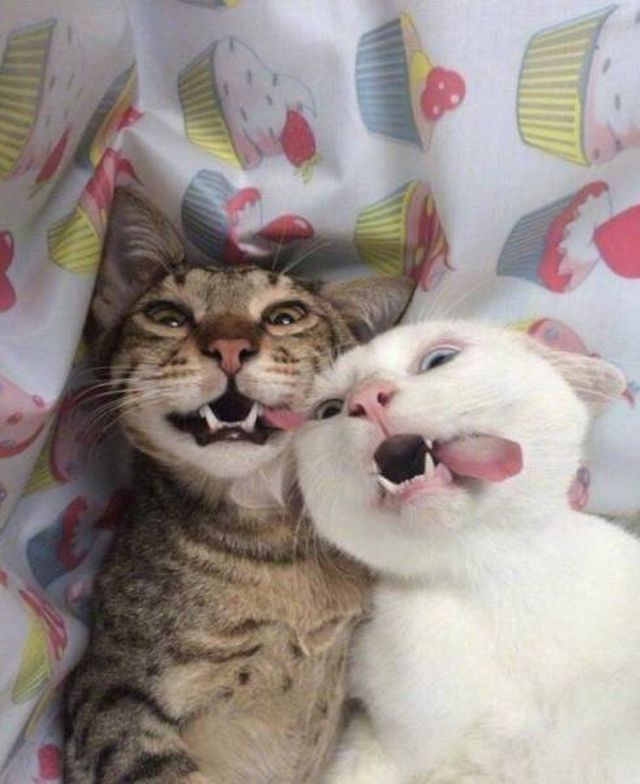 Funny Animals (62 pics)