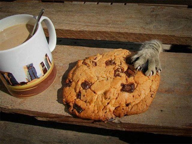 Cats Thieves (27 pics)
