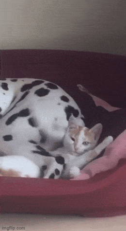 Acid GIFs, July 6 (25 gifs)