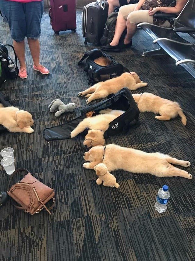Unusual Situations And Finds In Airports (21 pics)