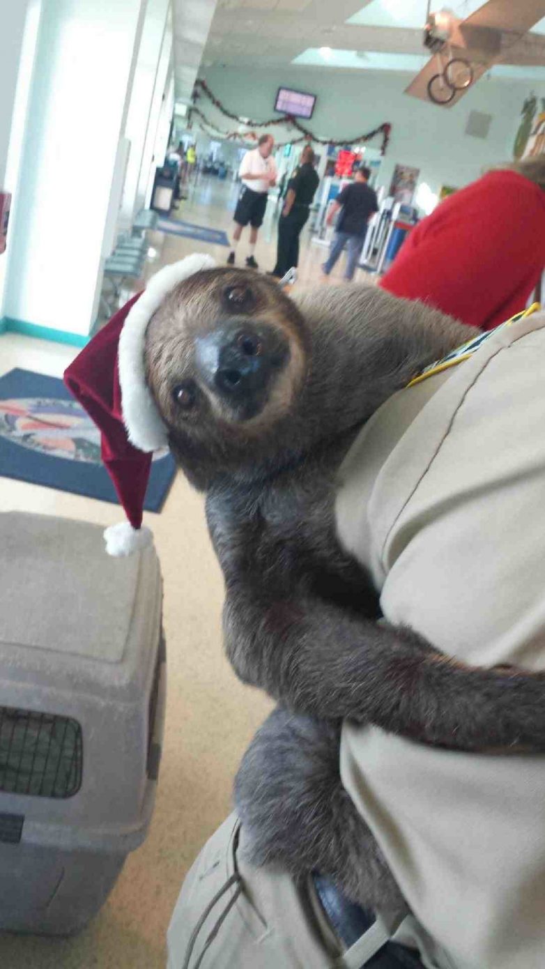 Unusual Situations And Finds In Airports (21 pics)
