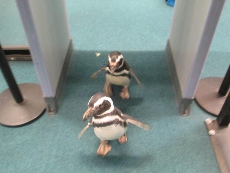 Unusual Situations And Finds In Airports (21 pics)