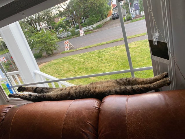''Broken'' Cats (20 pics)