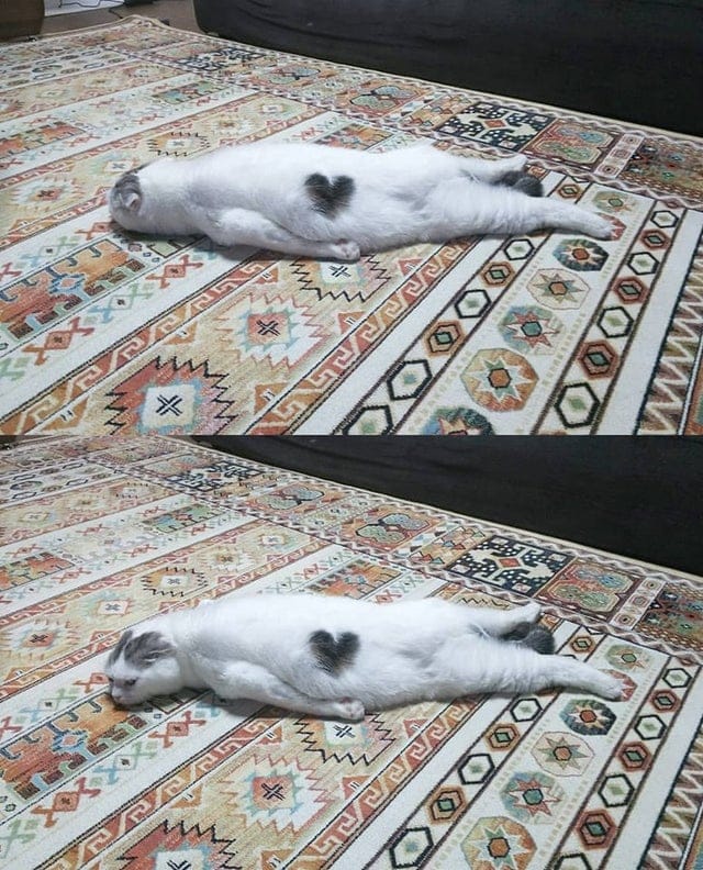 ''Broken'' Cats (20 pics)