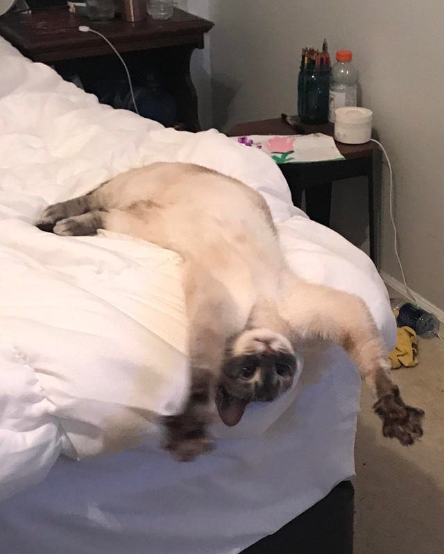 ''Broken'' Cats (20 pics)