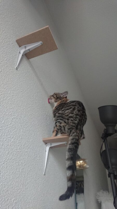 ''Broken'' Cats (20 pics)