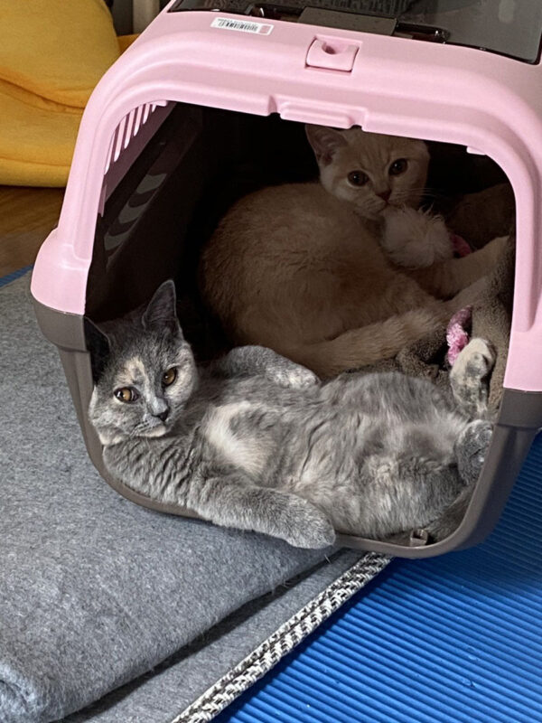 ''Broken'' Cats (20 pics)