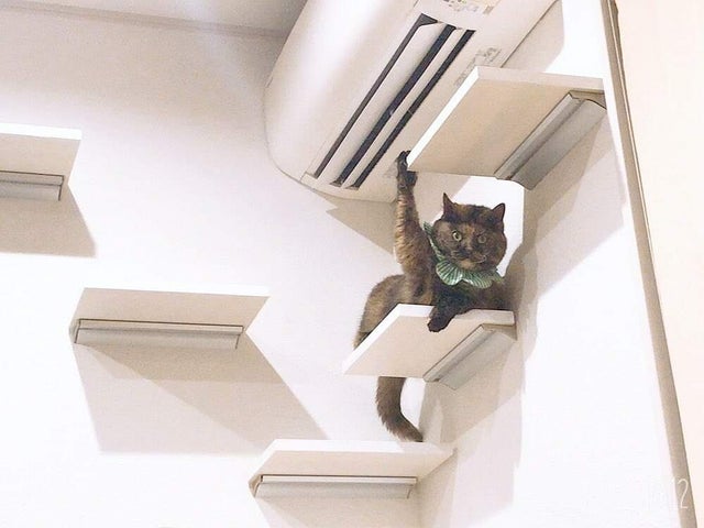 ''Broken'' Cats (20 pics)