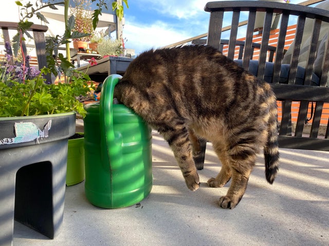 ''Broken'' Cats (20 pics)