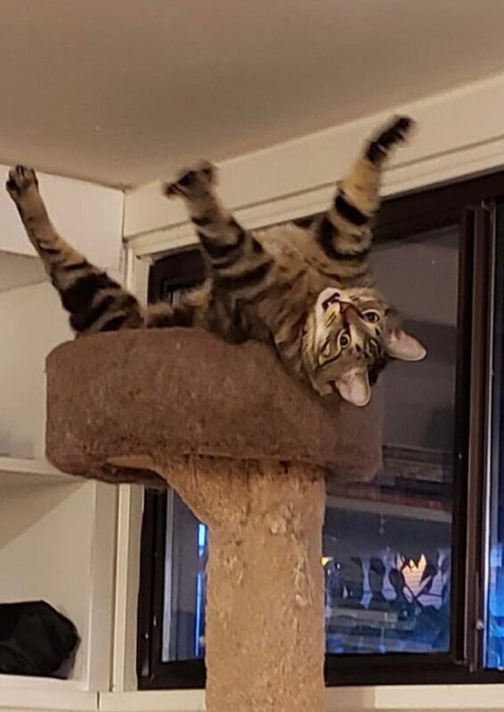 ''Broken'' Cats (20 pics)