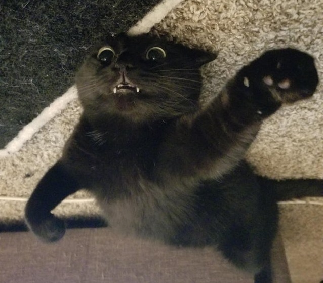 ''Broken'' Cats (20 pics)
