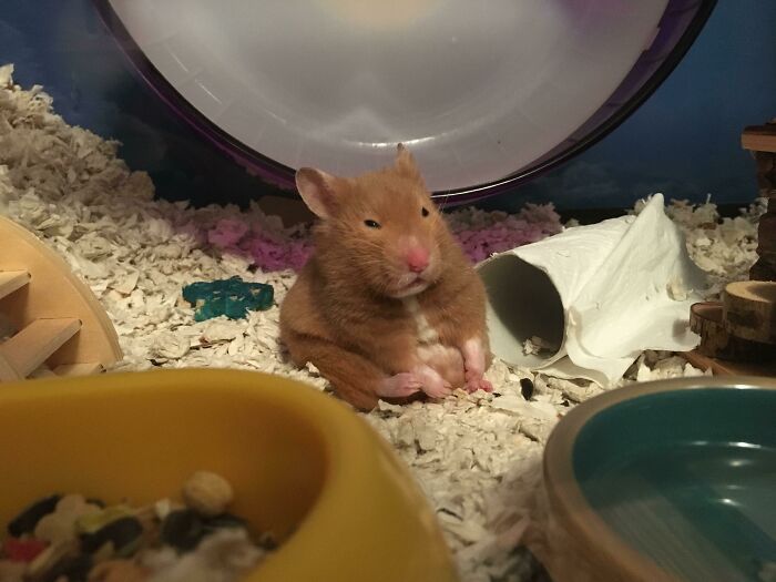 Funny Hamsters (21 pics)