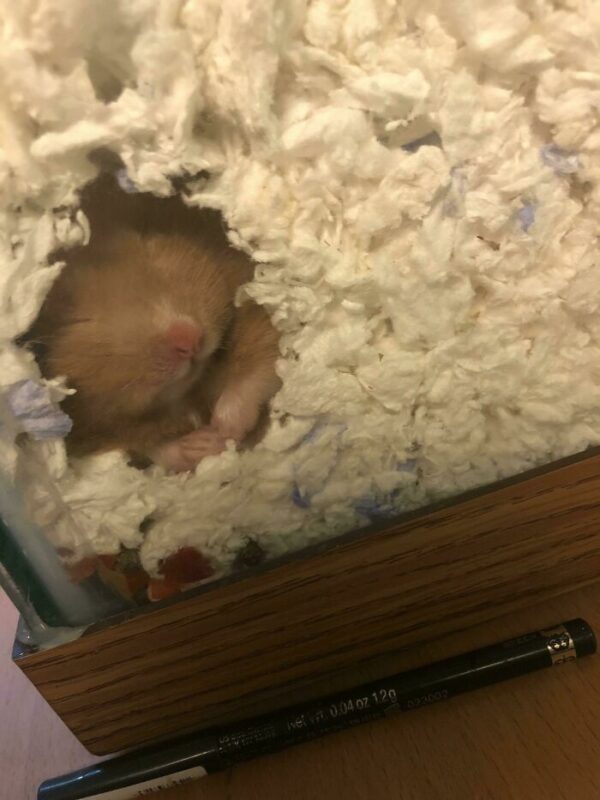 Funny Hamsters (21 pics)