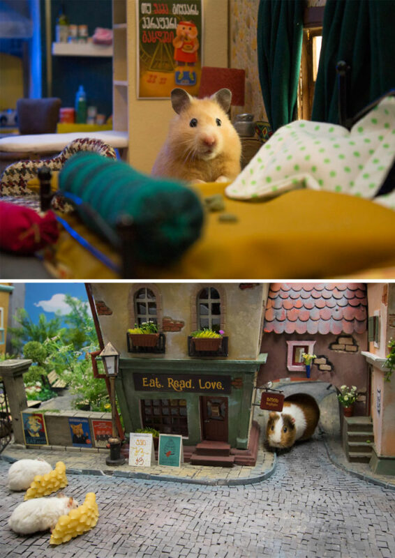Funny Hamsters (21 pics)