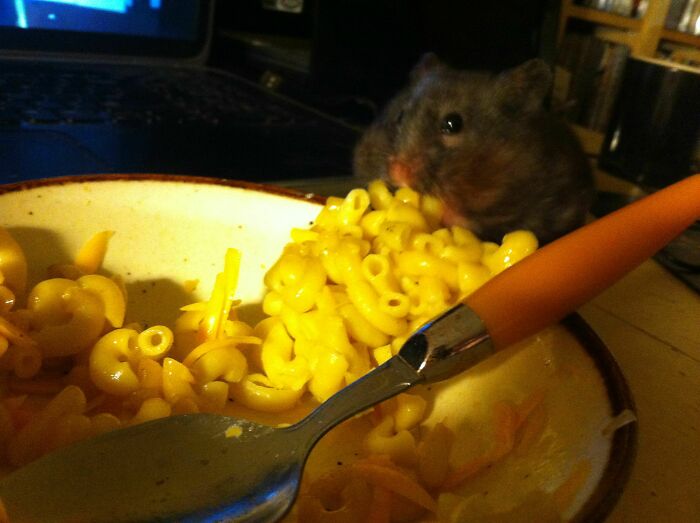 Funny Hamsters (21 pics)