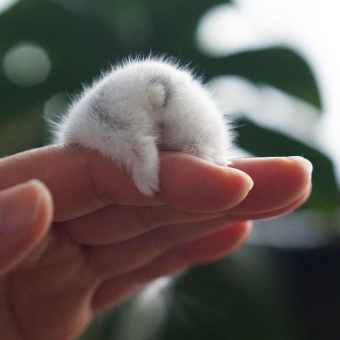 Funny Hamsters (21 pics)