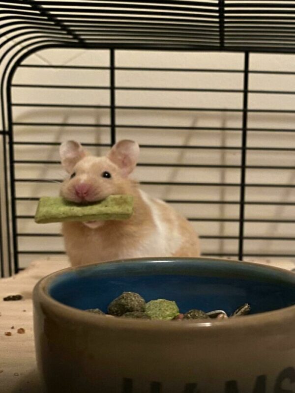 Funny Hamsters (21 pics)