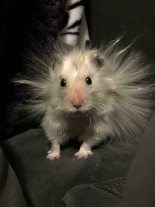 Funny Hamsters (21 pics)