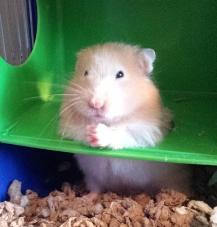 Funny Hamsters (21 pics)