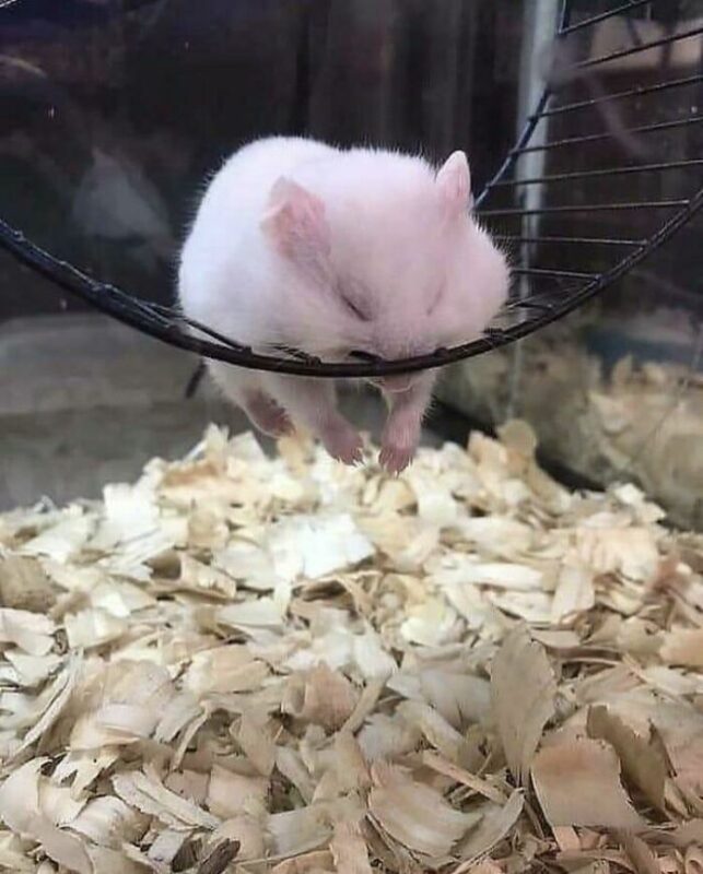 Funny Hamsters (21 pics)