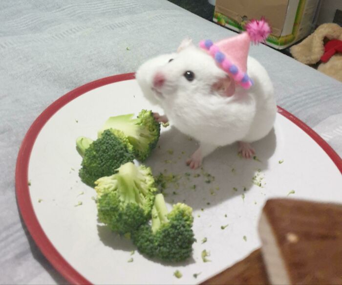Funny Hamsters (21 pics)
