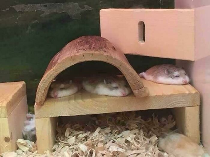 Funny Hamsters (21 pics)