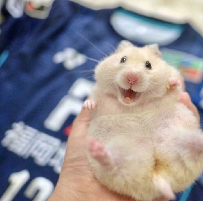 Funny Hamsters (21 pics)