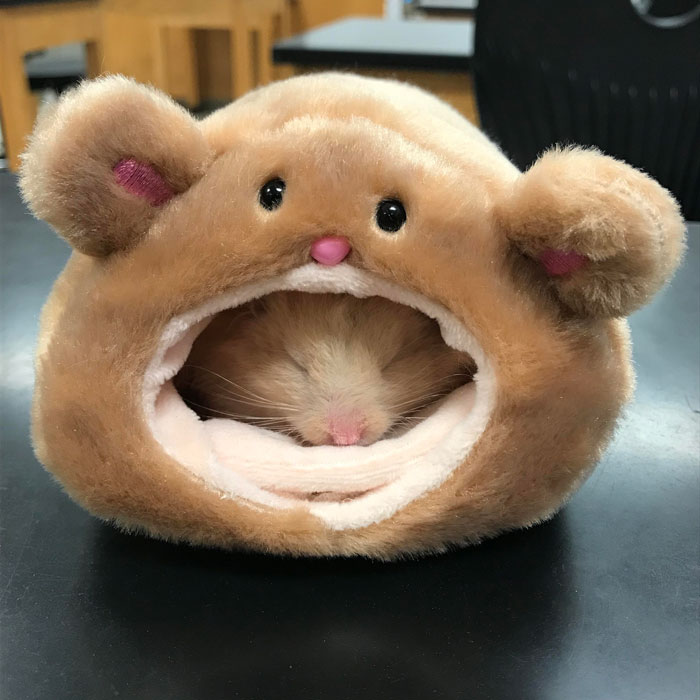 Funny Hamsters (21 pics)