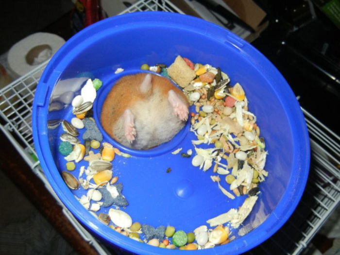 Funny Hamsters (21 pics)