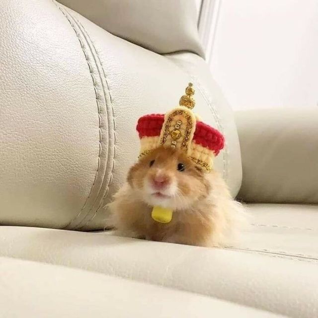 Funny Hamsters (21 pics)