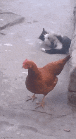 Acid GIFs, July 11 (25 gifs)