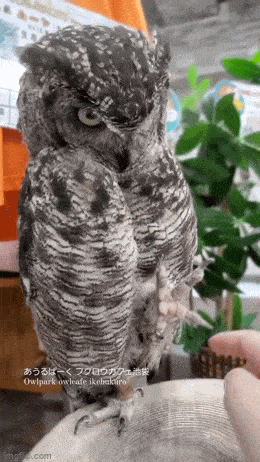 Acid GIFs, July 11 (25 gifs)